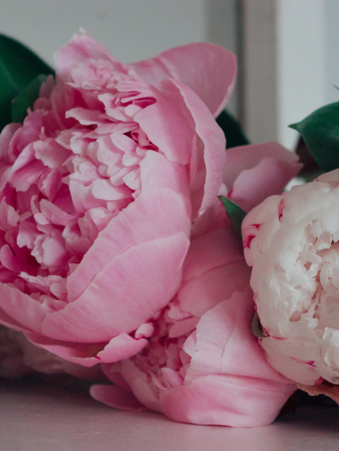 Pivoines roses et blanches